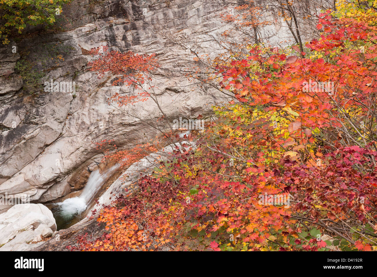 Cheonbul-dong Valley stream et couleurs d'automne, le Parc National de Seoraksan, Corée du Sud Banque D'Images