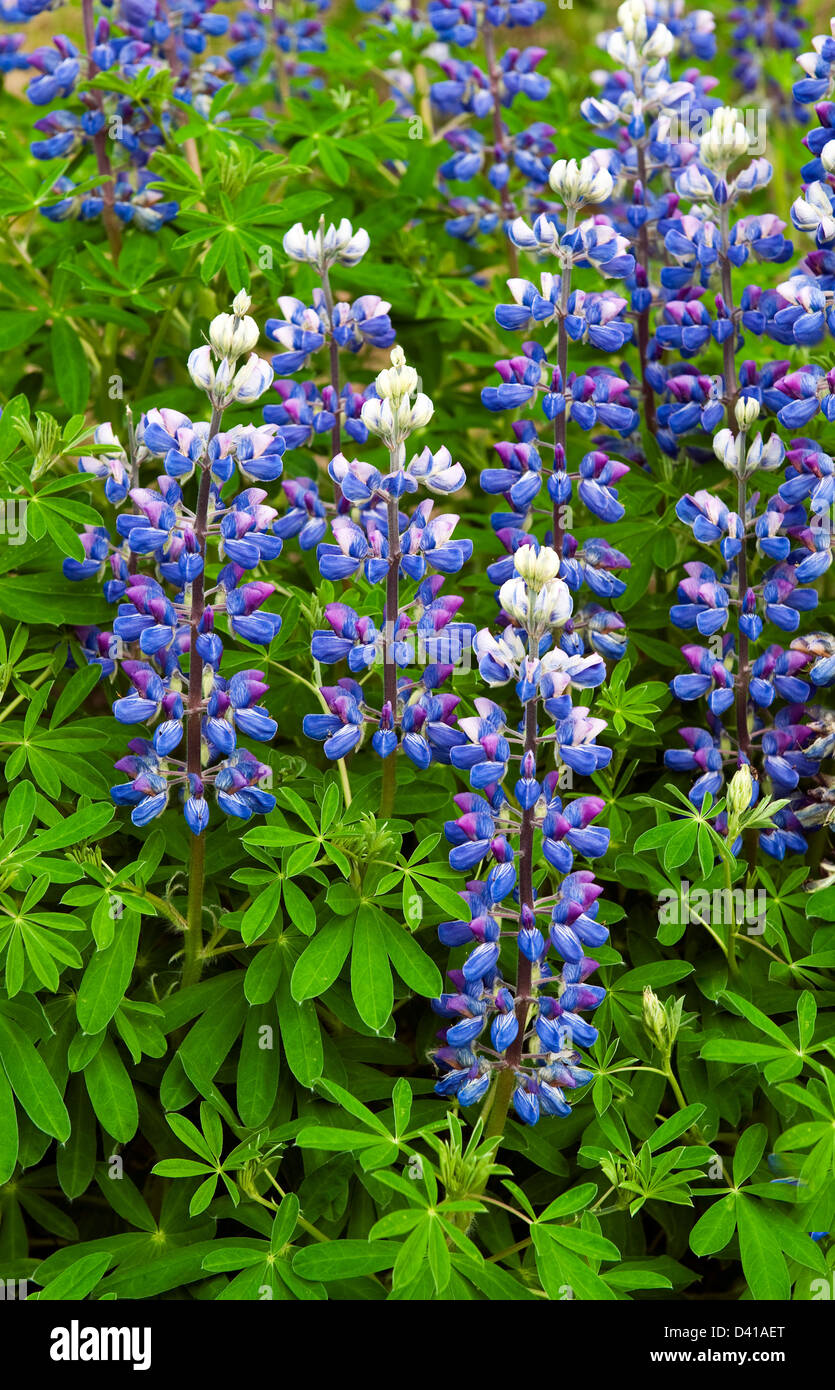 Lupin arctique, Alaska Banque D'Images