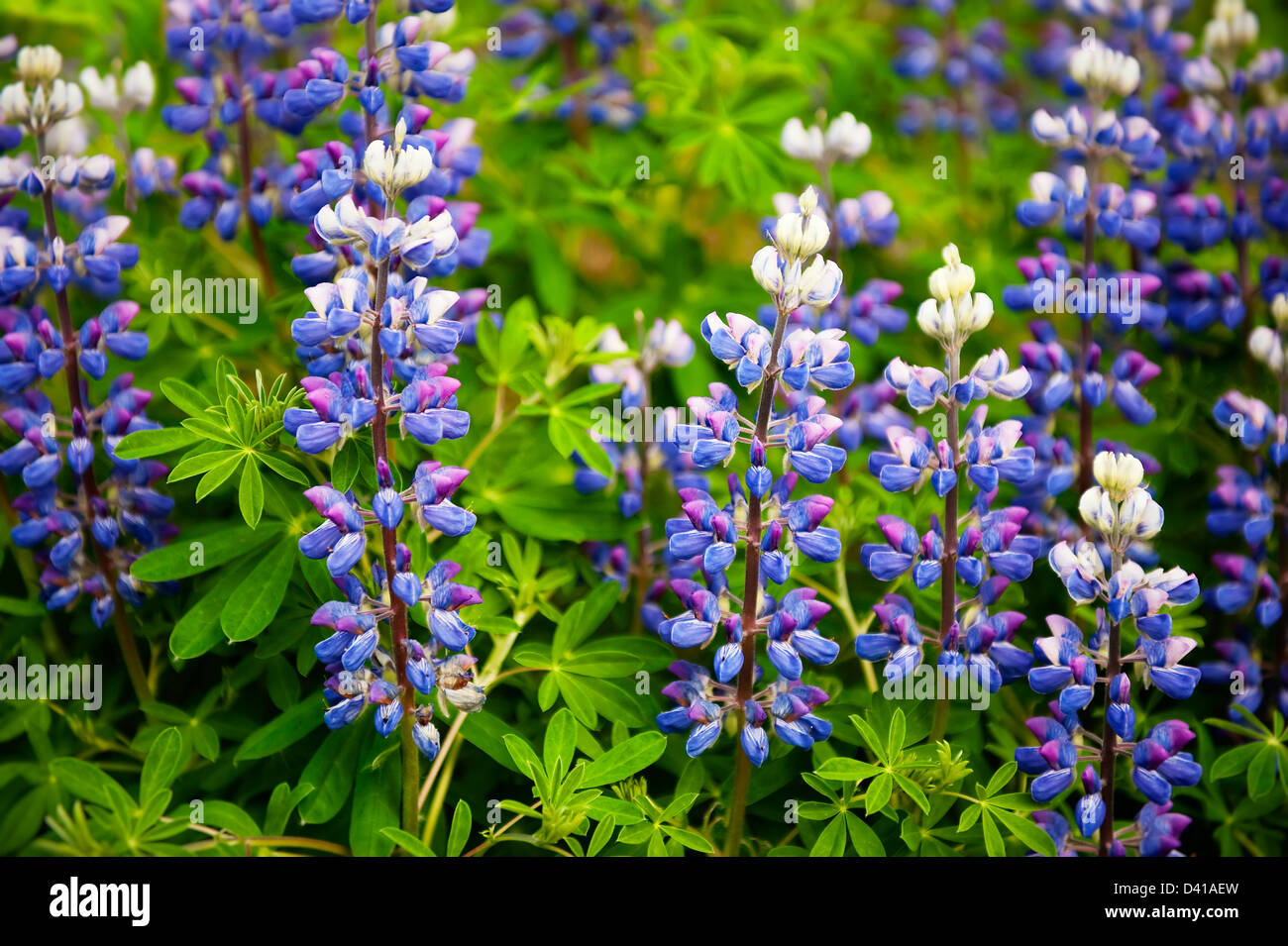Lupin arctique, alaska Banque D'Images