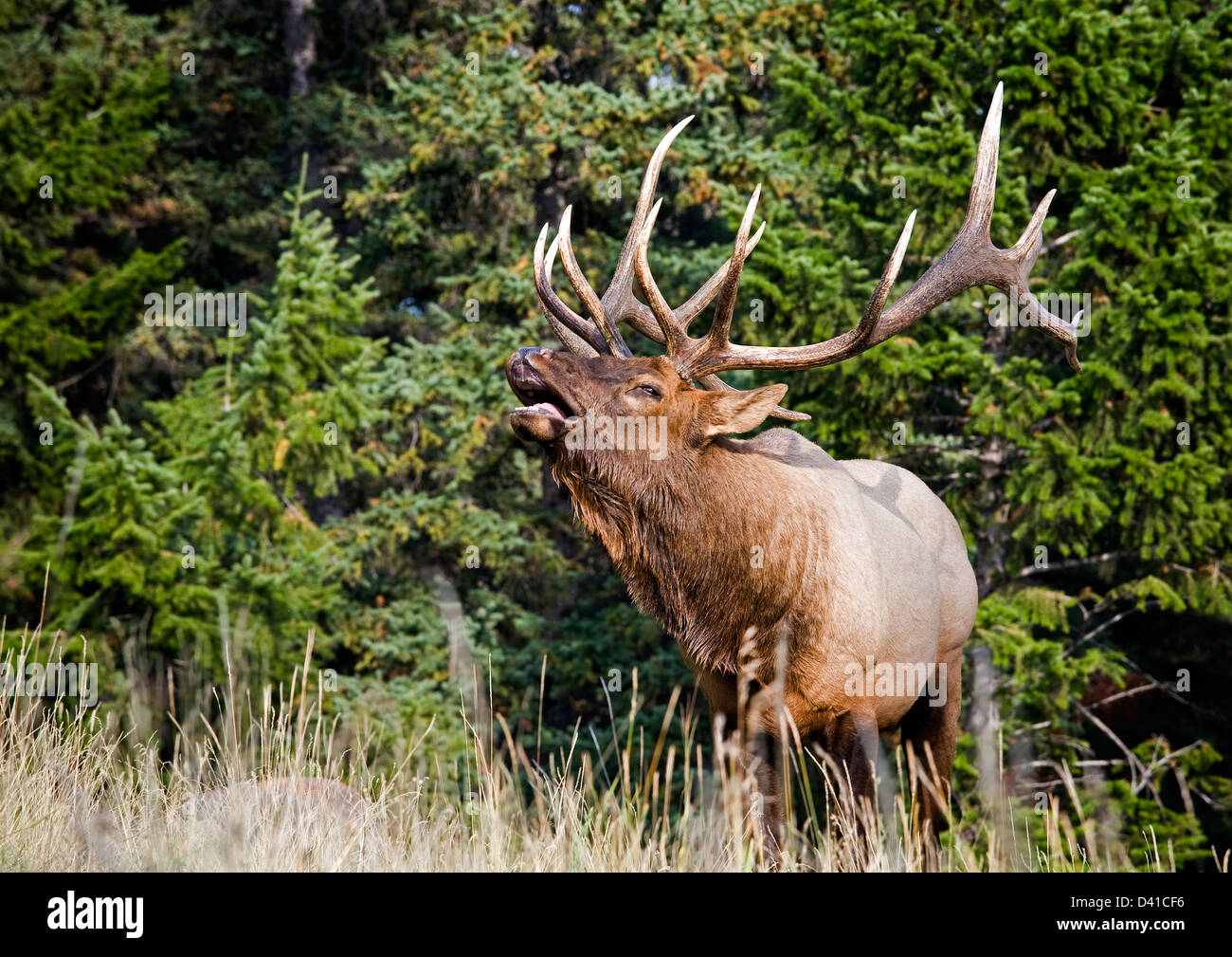 Les wapitis mâles appelant, Jasper National Park, Alberta, Canada. Banque D'Images