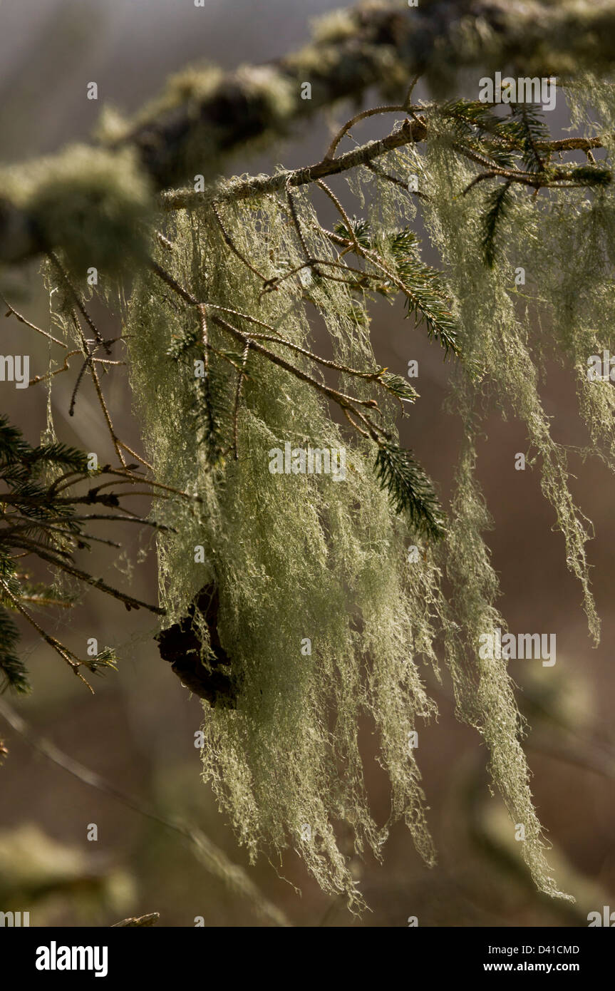 La barbe-lichen (Usnea longissima) sur les arbres dans la baie d'Eureka, Californie du Nord, USA Banque D'Images