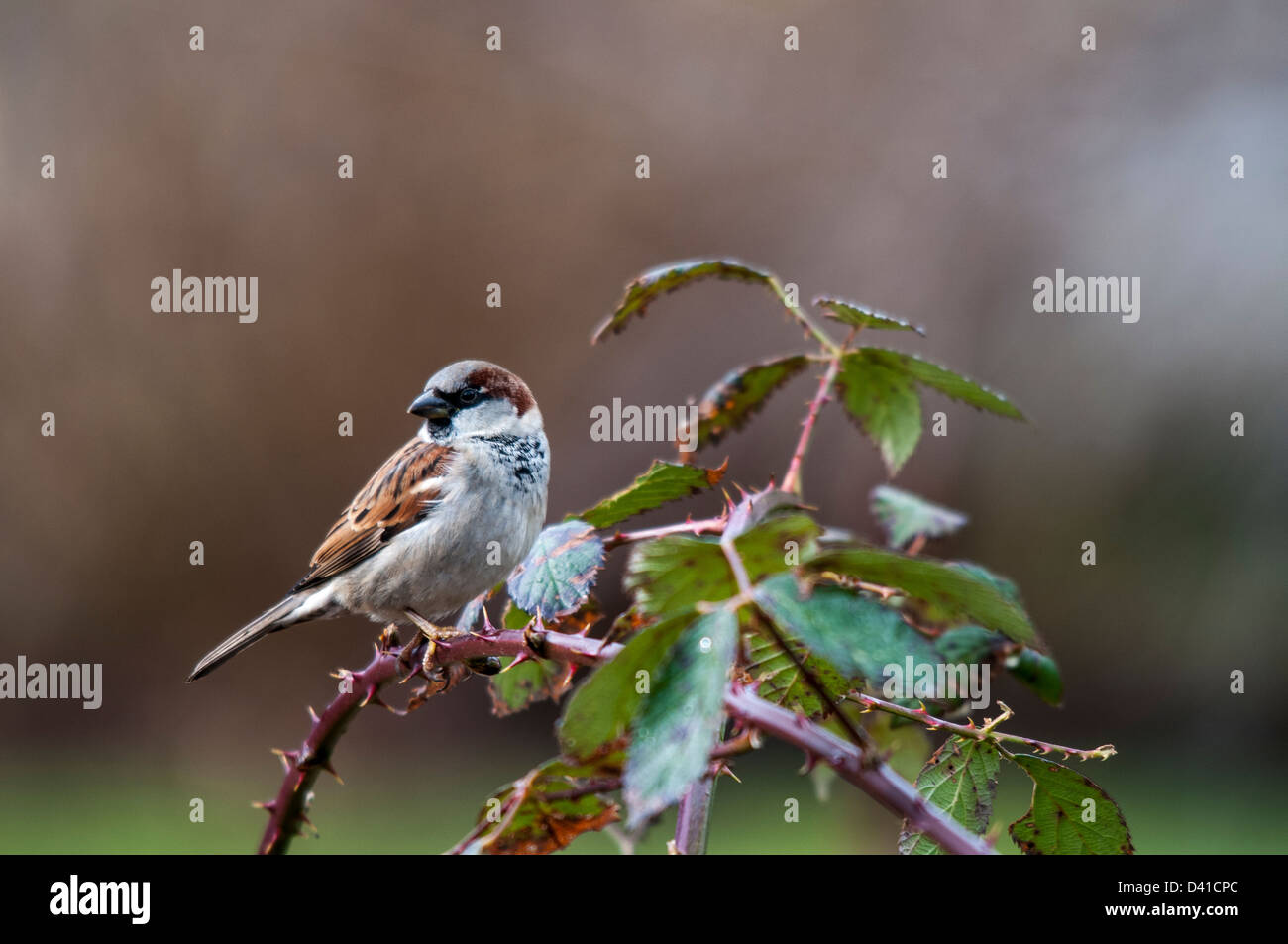 Mésange à dos (Poecile rufescens) Banque D'Images