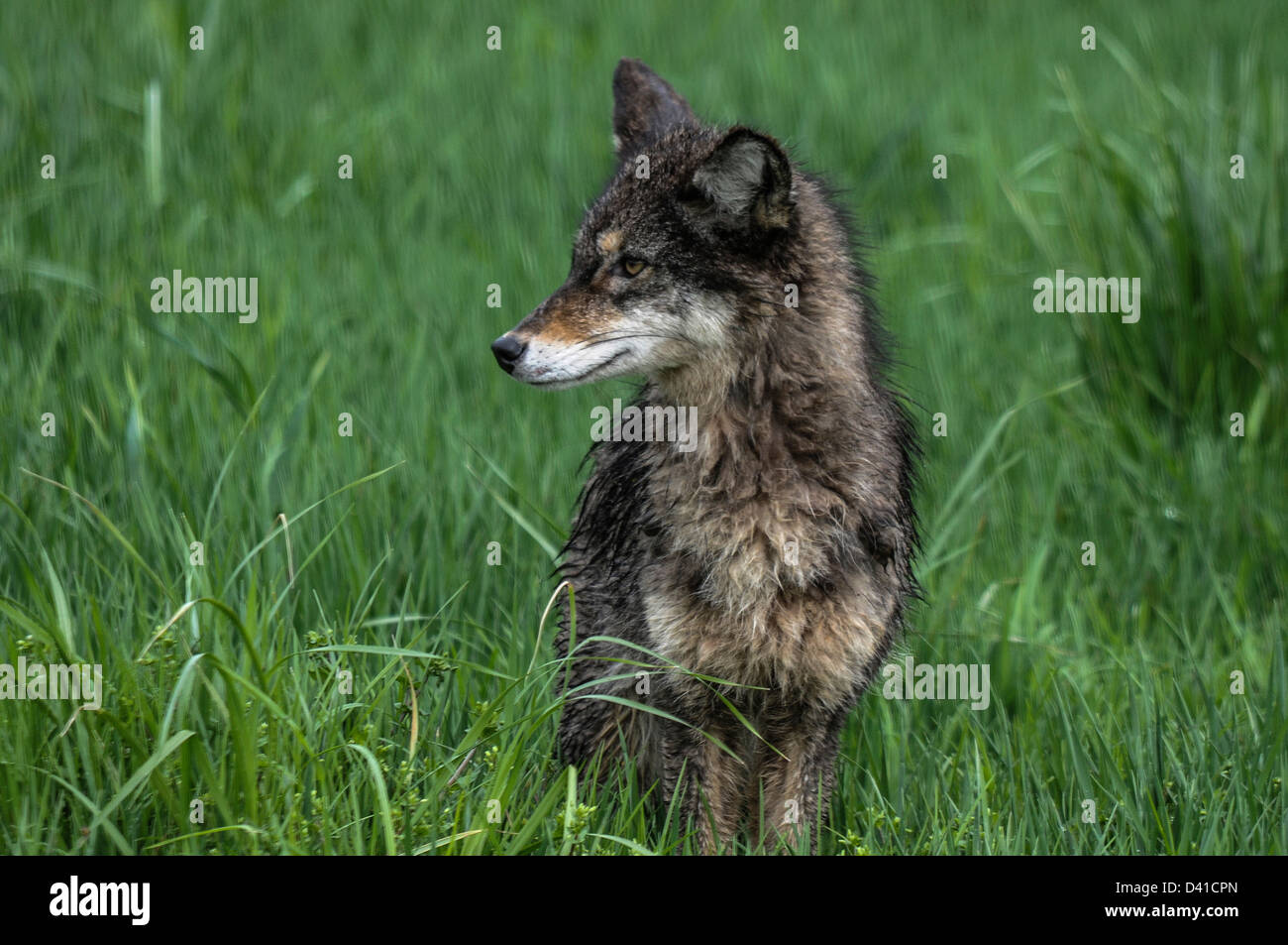 Le Coyote (Canis latrans) veille en permanence, pour l'alimentation Banque D'Images