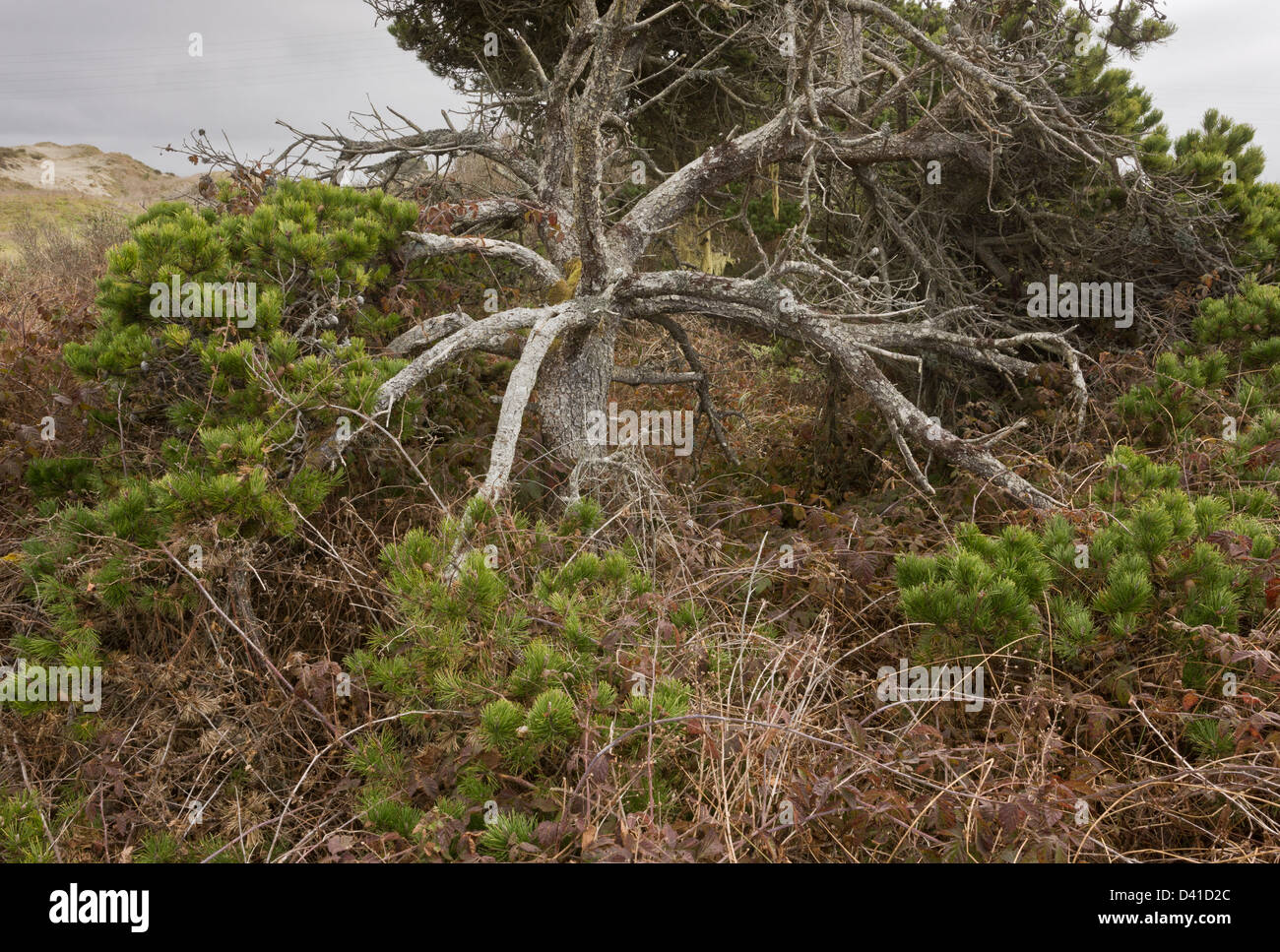 Shore Pine, Pinus contorta subsp. contorta, formant éclipsées indigène sur les dunes près de Arcata, Californie du nord. Banque D'Images
