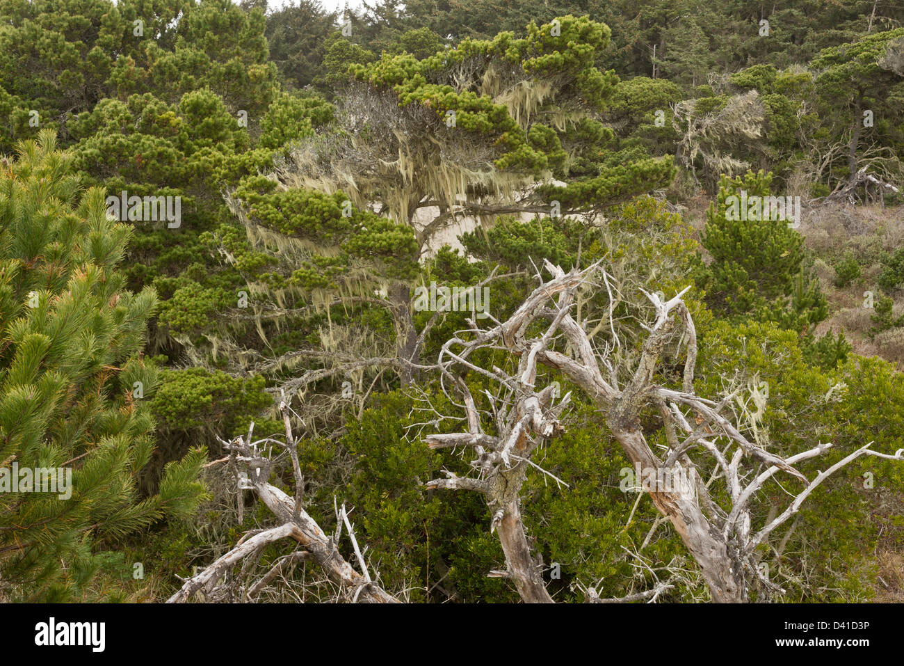Pin tordu (Pinus contorta) formant éclipsées indigène sur les dunes près de Arcata, Californie du Nord, USA Banque D'Images