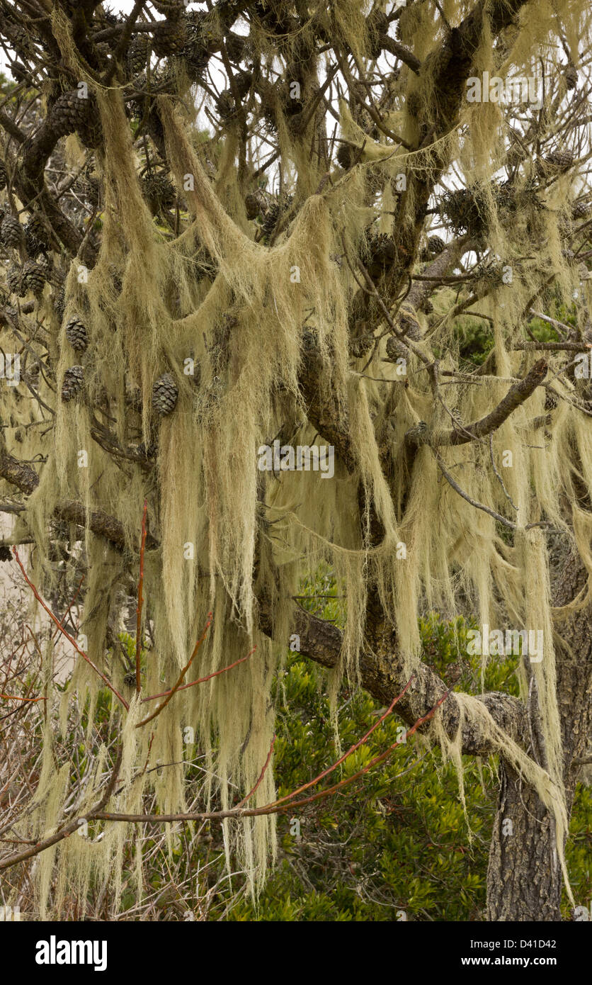 Barbe de lichens (Usnea) festooning Pin tordu (Pinus contorta) dans éclipsées indigène sur les dunes de sable, California, USA Banque D'Images