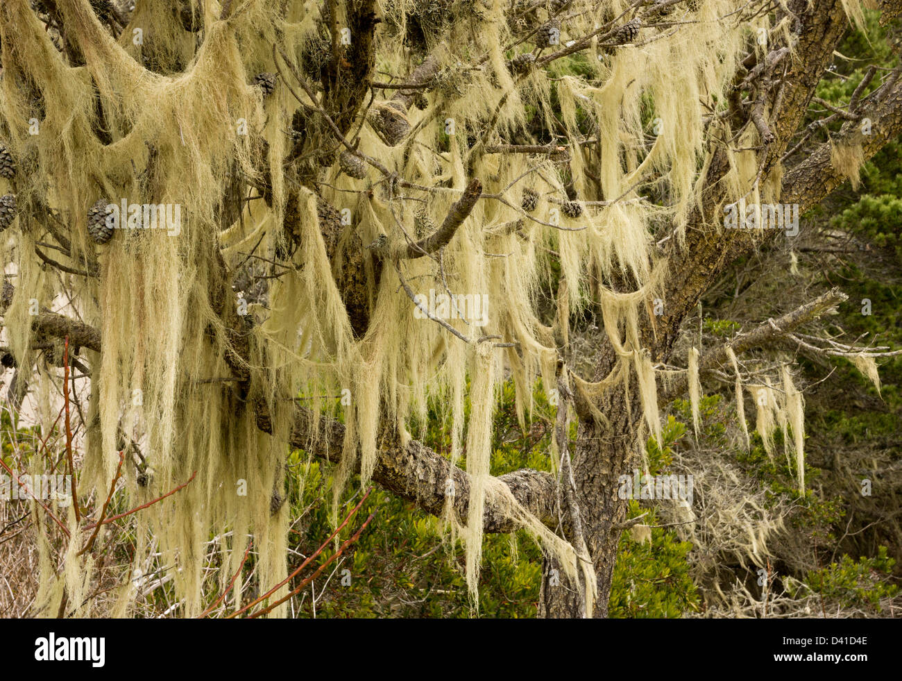 Barbe de lichens (Usnea) festooning Pin tordu (Pinus contorta) dans éclipsées indigène sur les dunes de sable, California, USA Banque D'Images