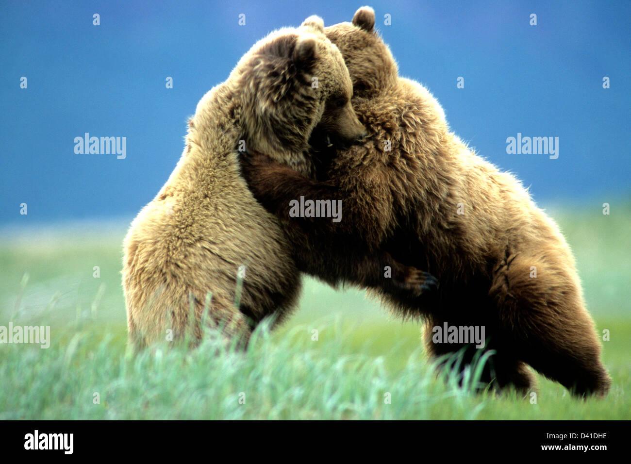 Ours brun playfighting Banque D'Images