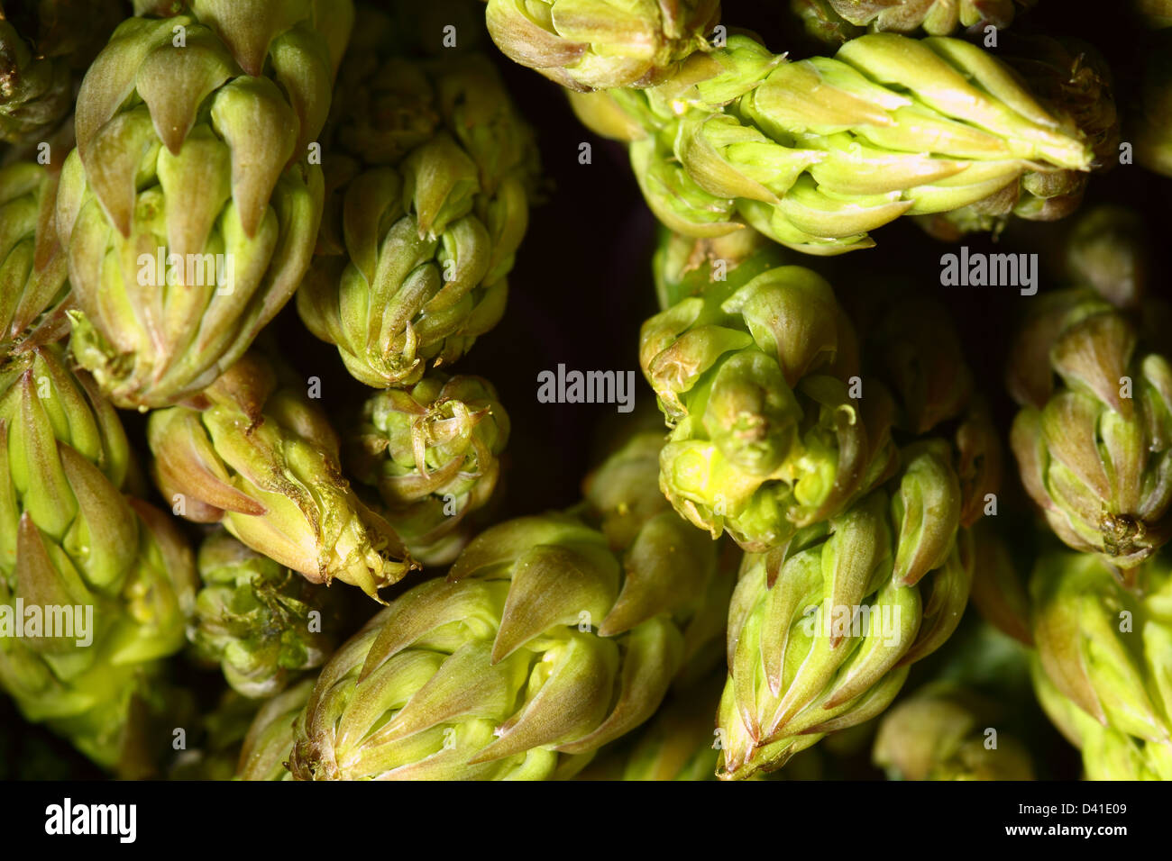 Gros plan d'une bande d'asperges posées horizontalement Banque D'Images
