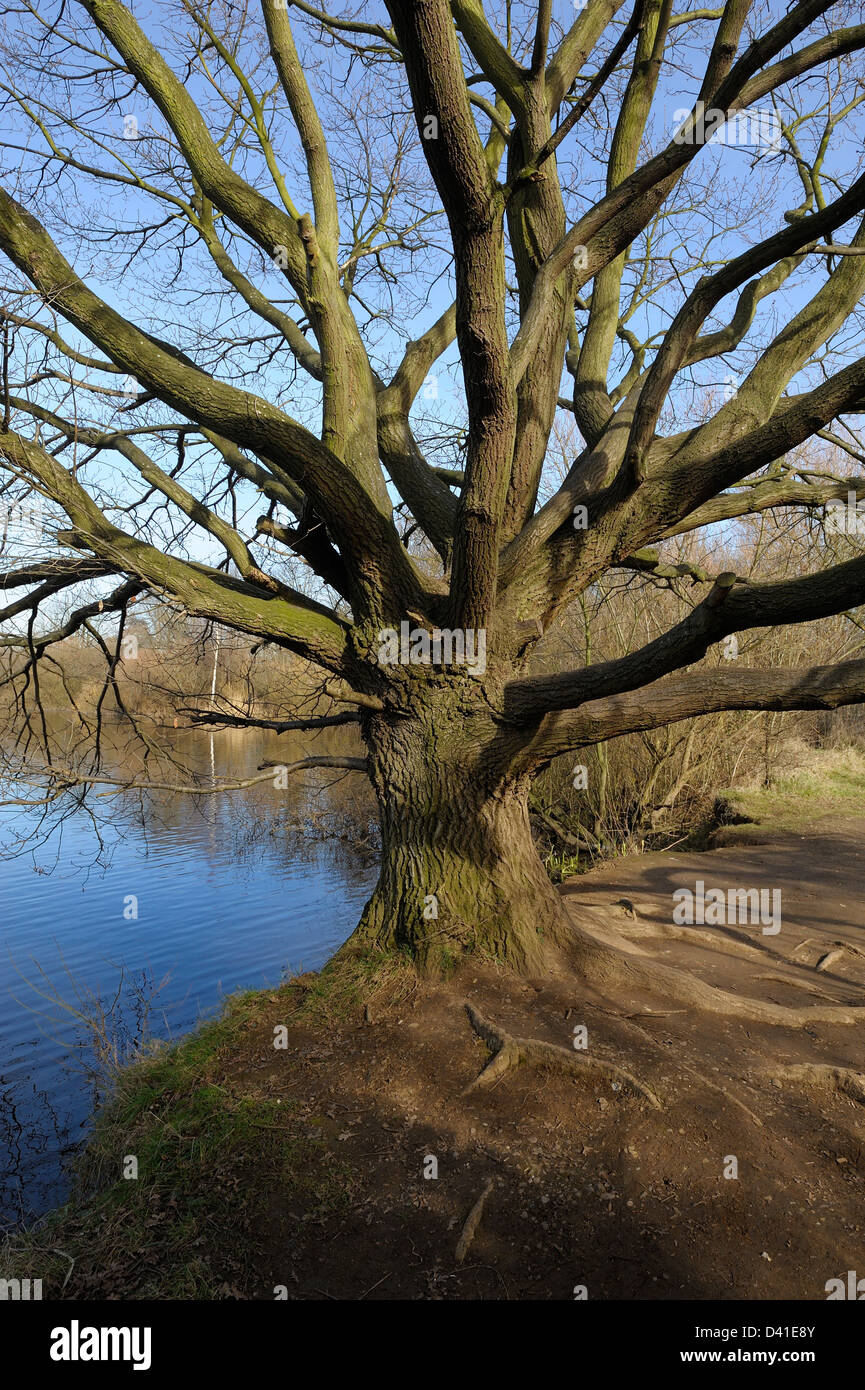 Vieil arbre au bord d'un lac england uk Banque D'Images