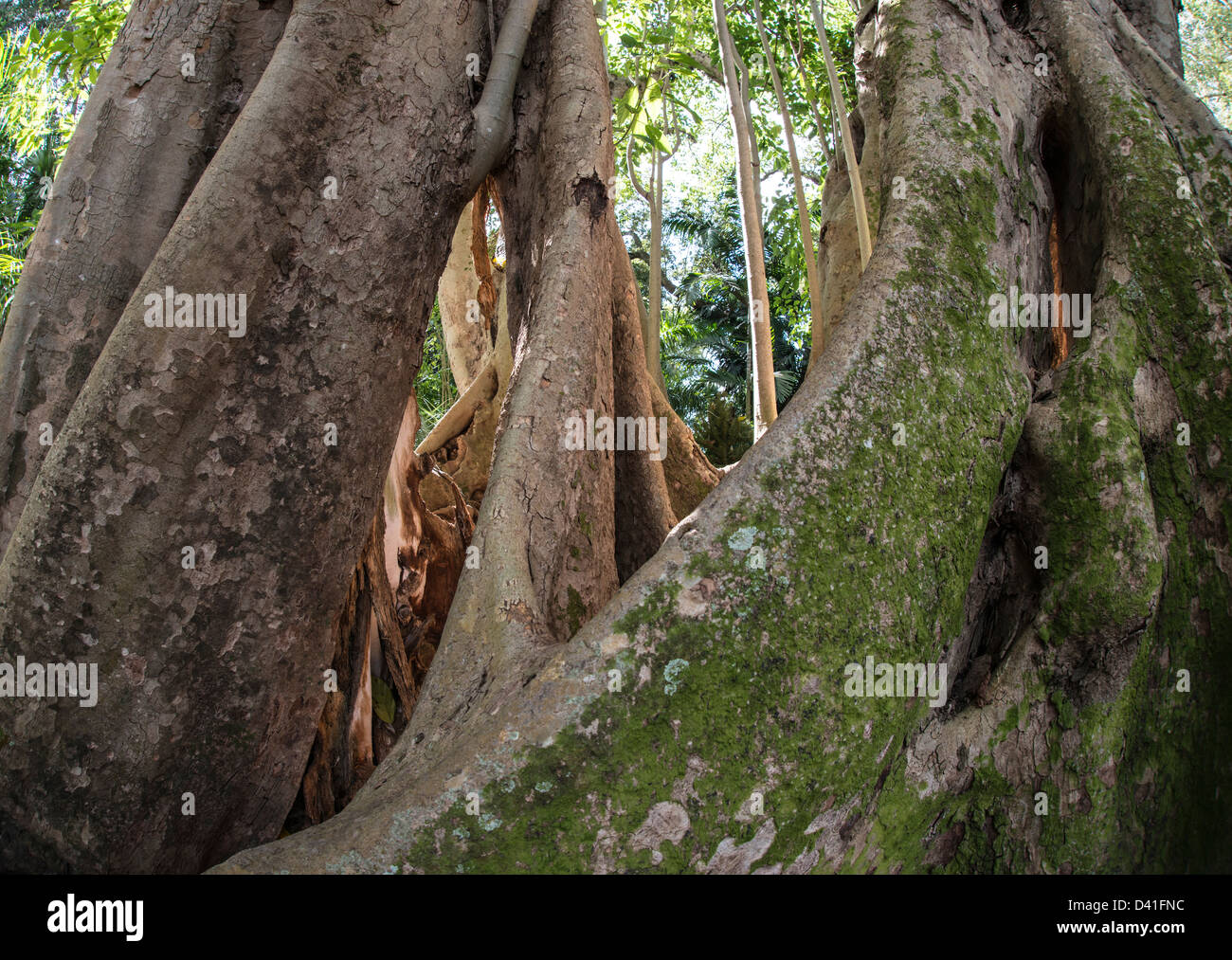 Ficus benghalensis, l'Indian Banyan Tree dans Spouth Florida Banque D'Images