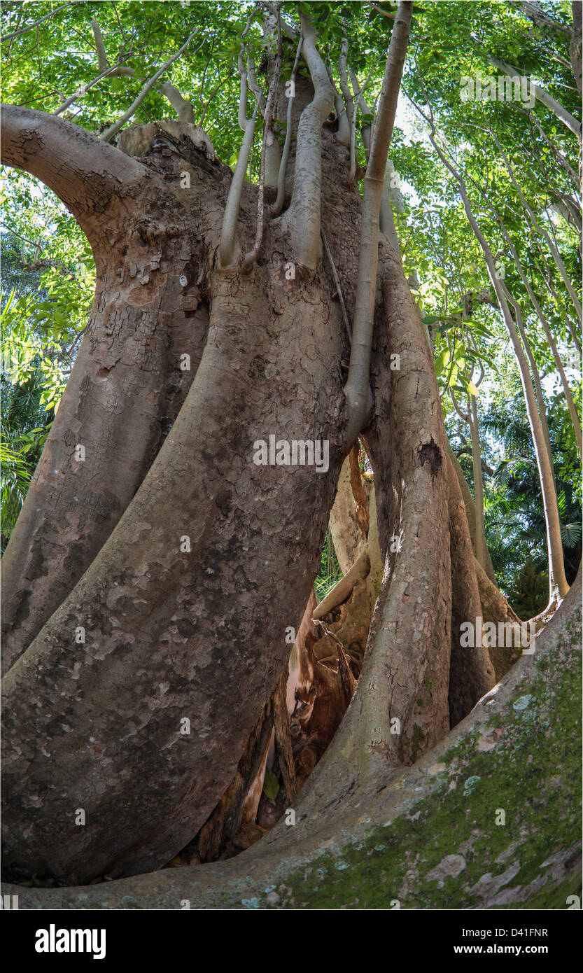 Ficus benghalensis, l'Indian Banyan Tree en Floride du Sud Banque D'Images