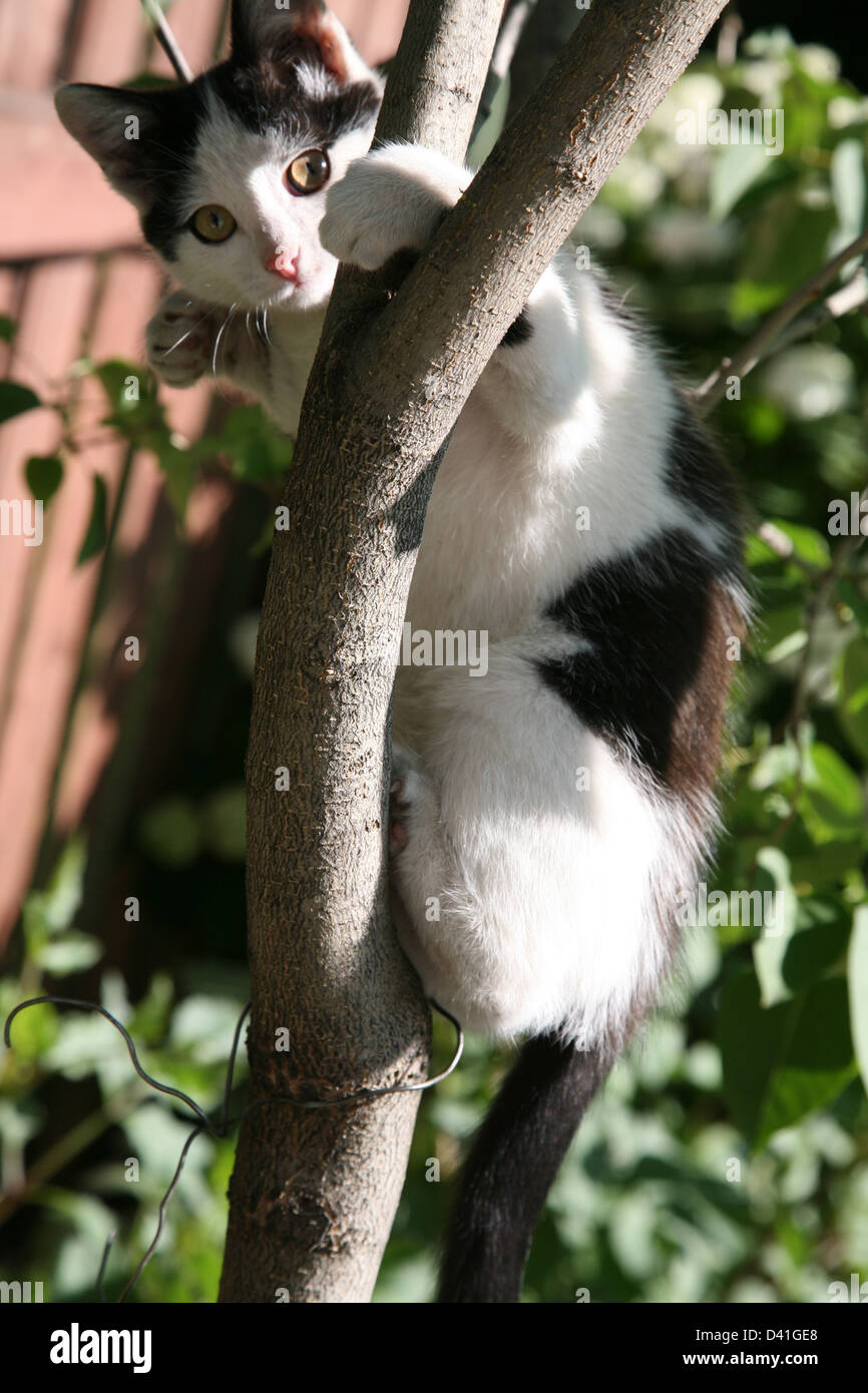 Un petit chaton dans un arbre, à la recherche de matin dans le jardin d'été Banque D'Images