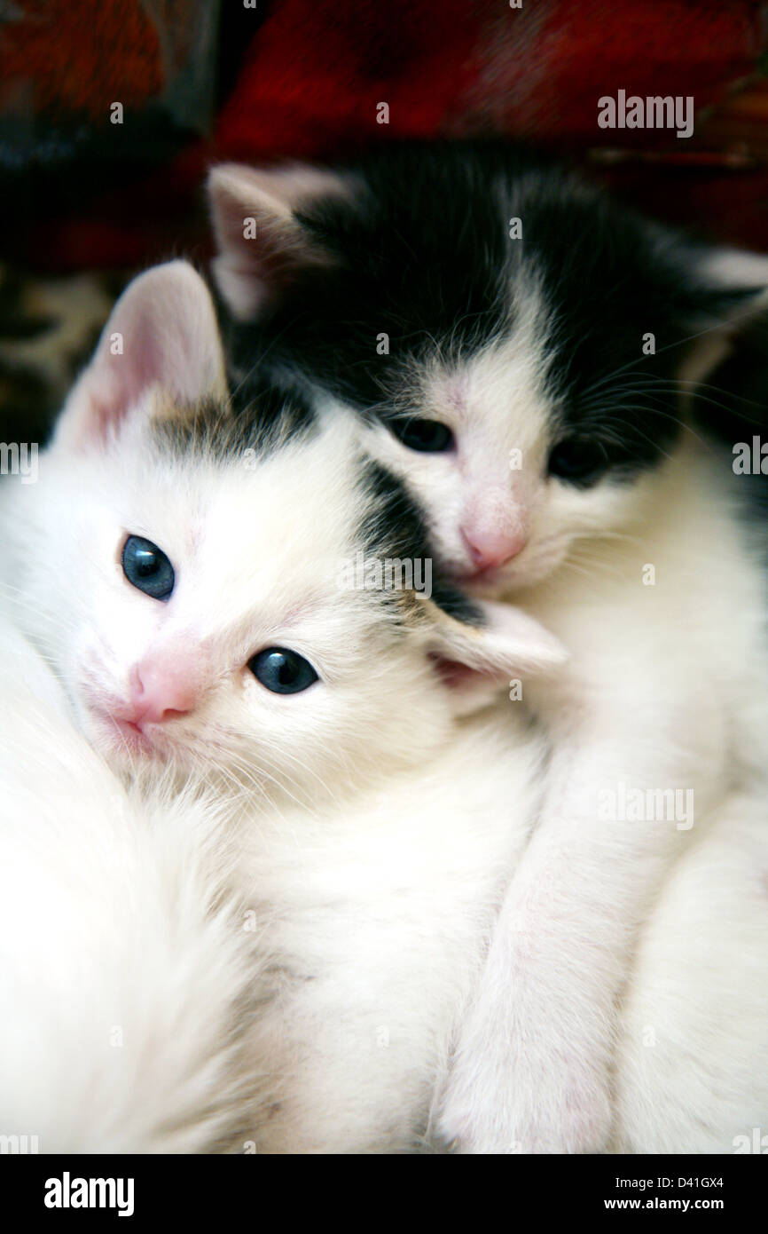 Deux sœurs funny kittens Banque D'Images