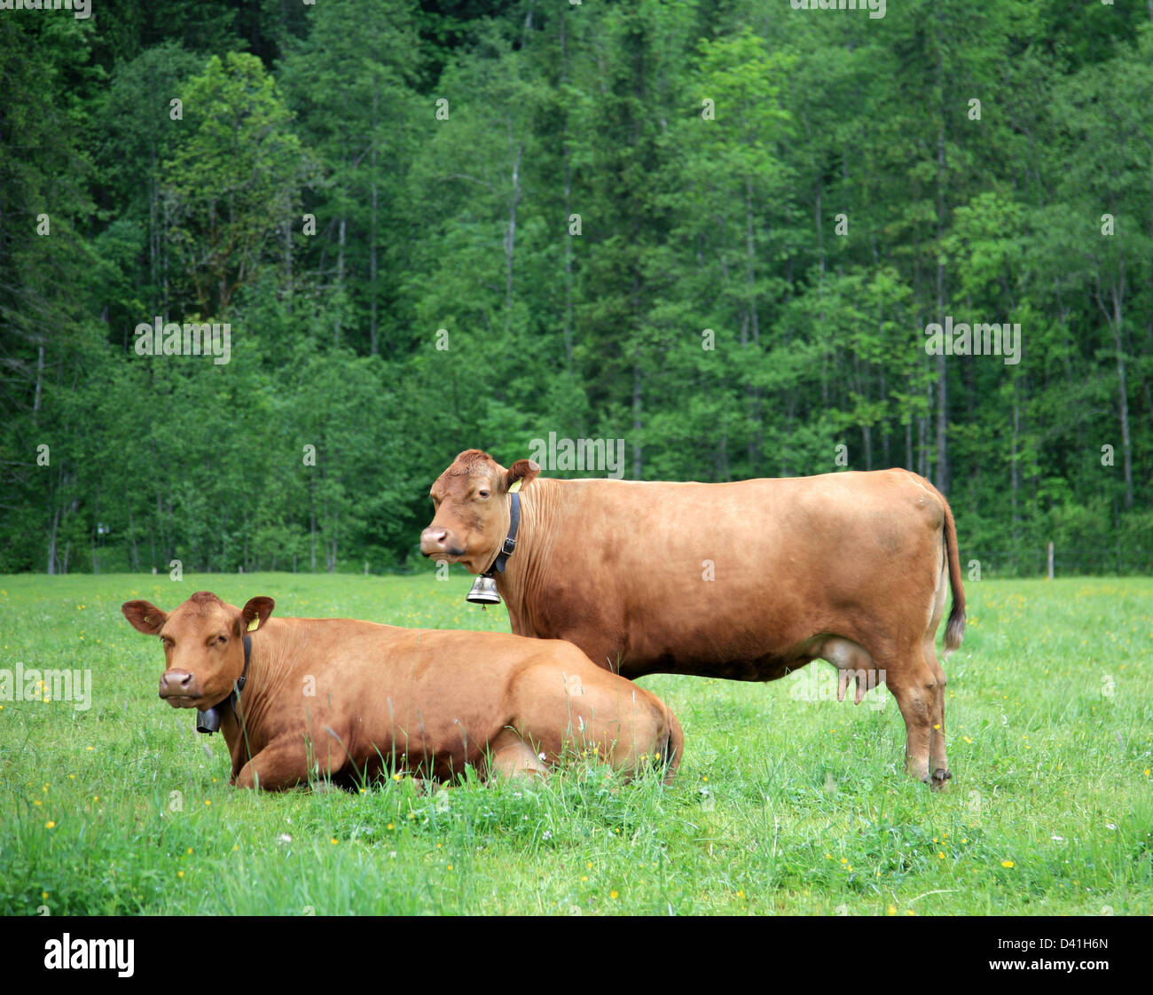 Deux vaches alpines sur l'herbe verte en Suisse Banque D'Images