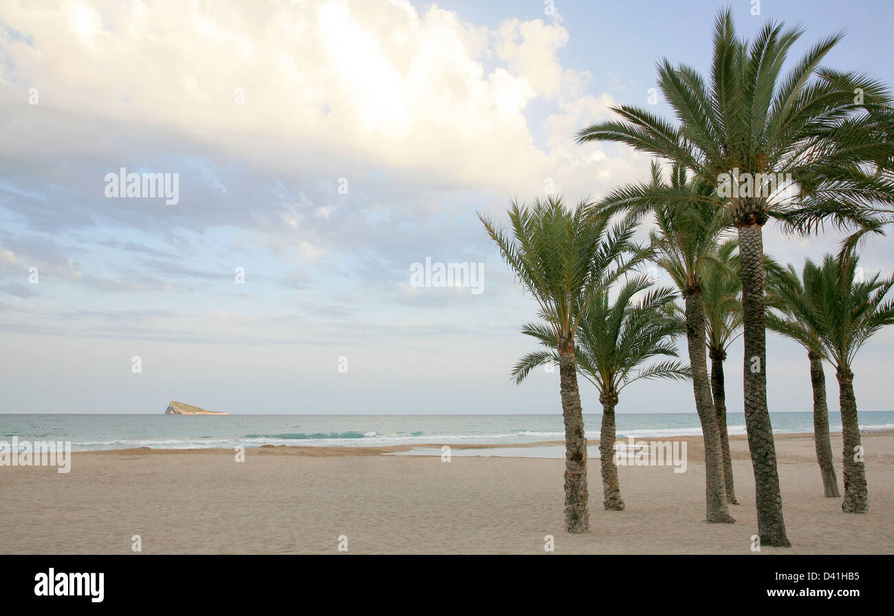 Palmiers et de la plage de Levante à Benidorm, Costa Blanca Alicante Espagne Banque D'Images