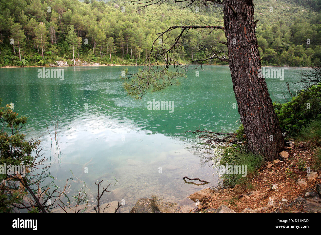 Pine Tree sur fond de lac Vert, Espagne Banque D'Images