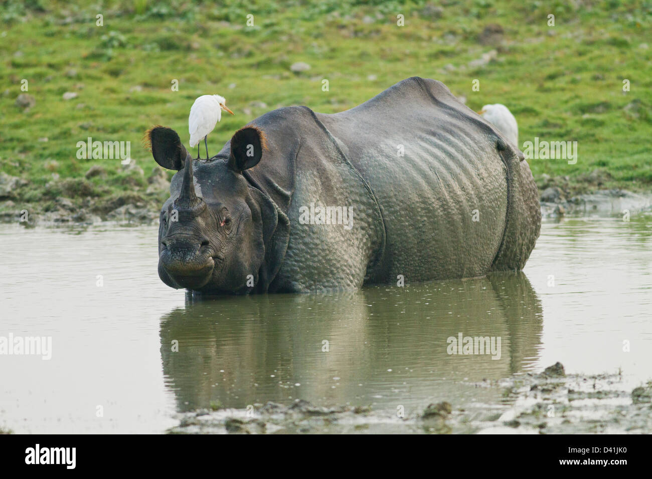 Un rhinocéros unicornes dans la jungle du parc national de Kaziranga, étang, de l'Inde. Banque D'Images