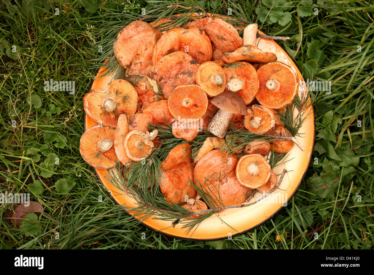 Le bac de champignons orange sur l'herbe Banque D'Images