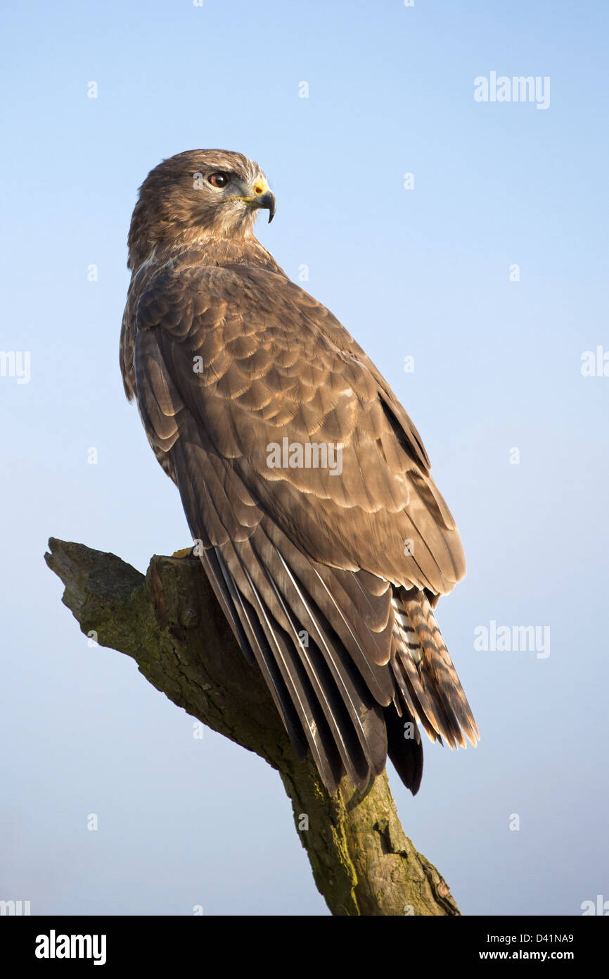 Buse variable Banque D'Images