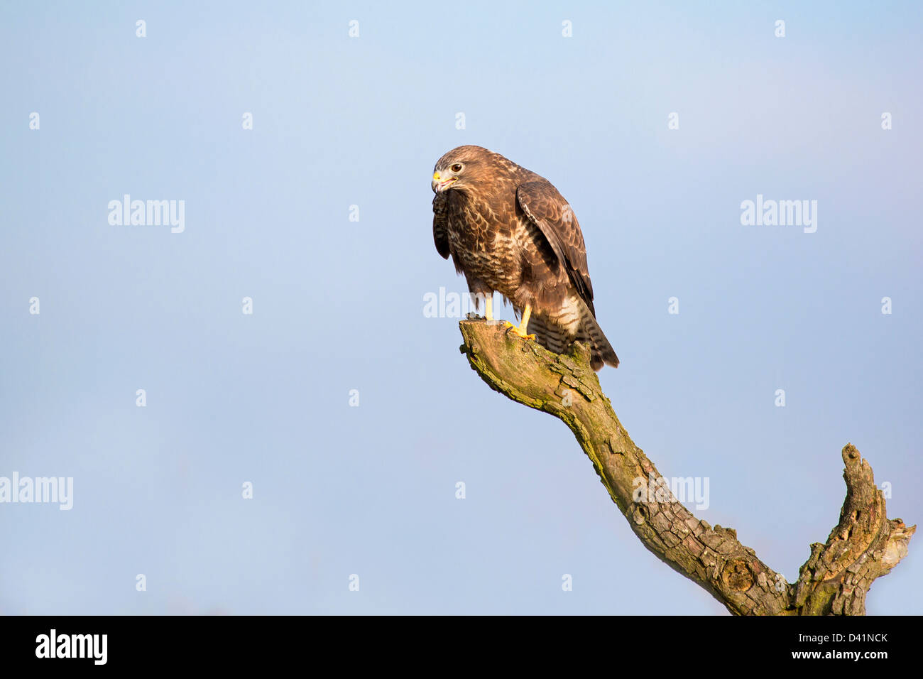 Buse variable Banque D'Images