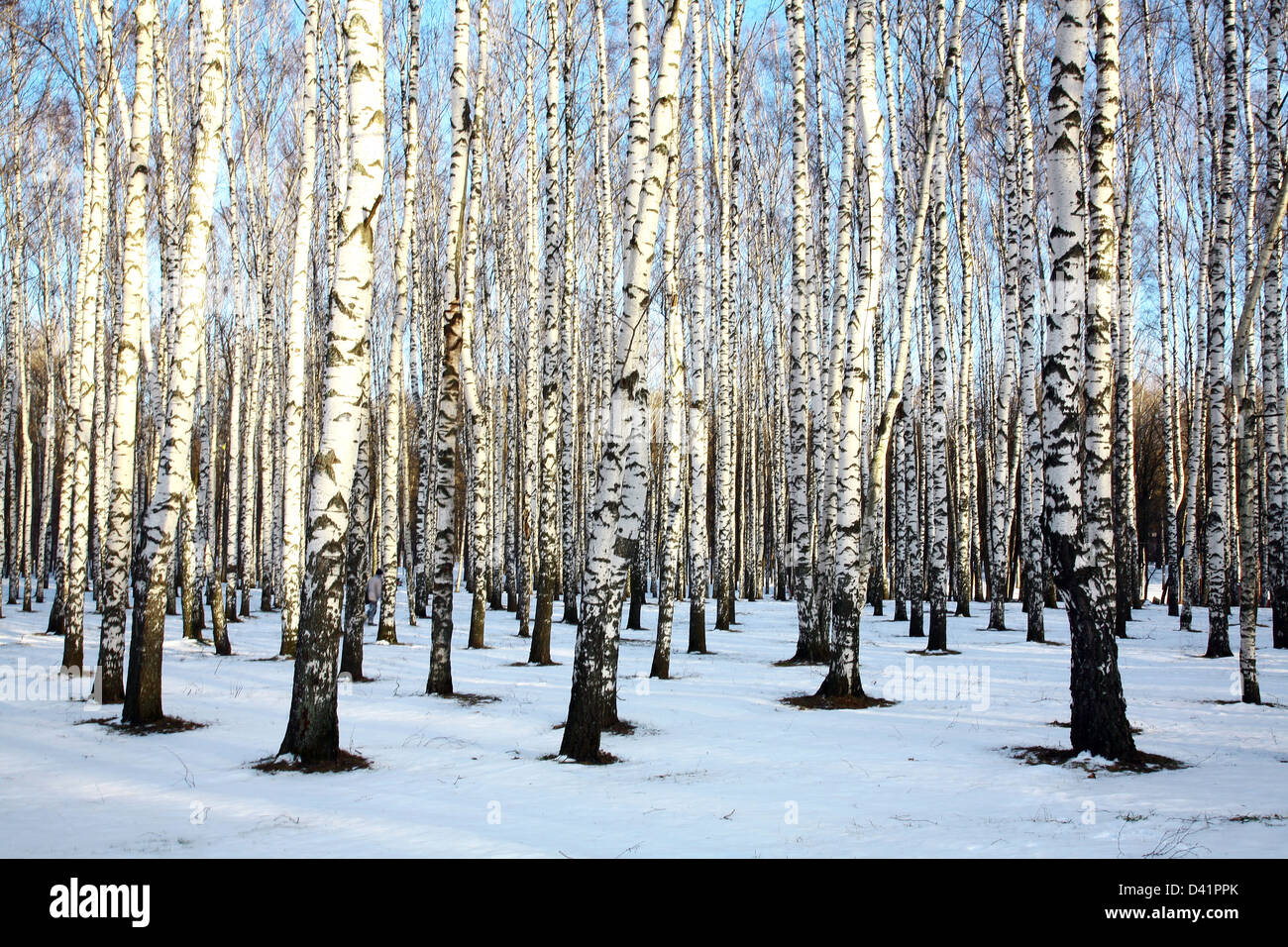 Rayon de soleil en hiver Birch Grove Banque D'Images