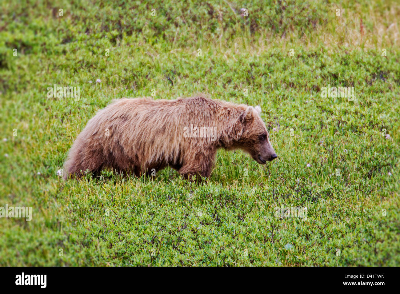 Ours grizzli (Ursus arctos horribilis), Col de Thorofare, Denali National Park & Preserve, Alaska, USA Banque D'Images