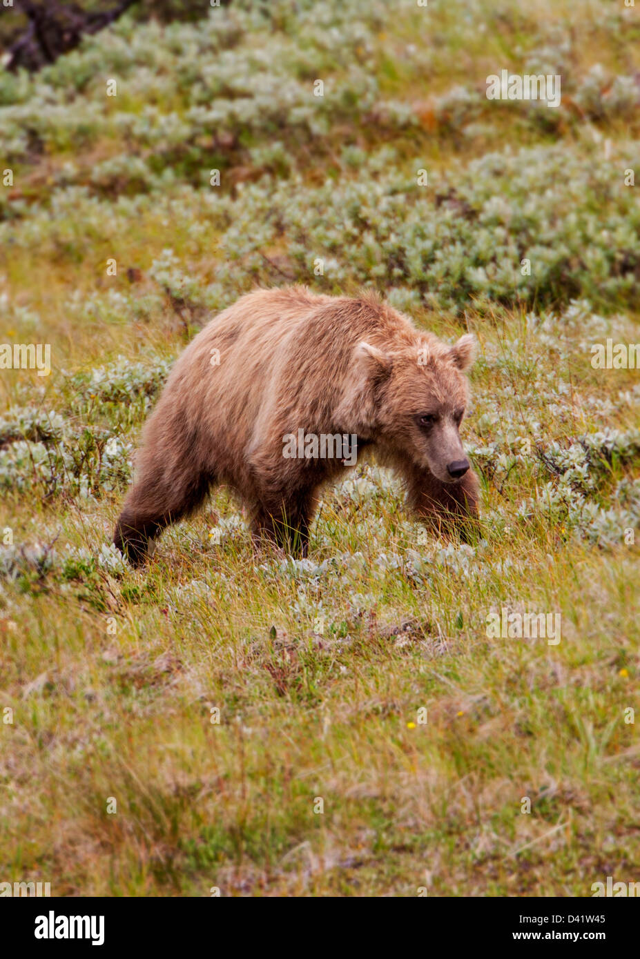 Ours grizzli (Ursus arctos horribilis), Col de Thorofare, Denali National Park & Preserve, Alaska, USA Banque D'Images