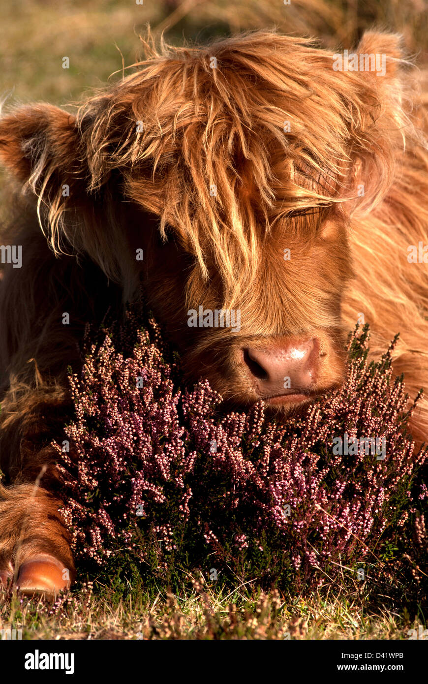 Veau Vache Highland Vaches Bebe Poils Jeunes Fourrure Fourrure Banque D Image Et Photos Alamy