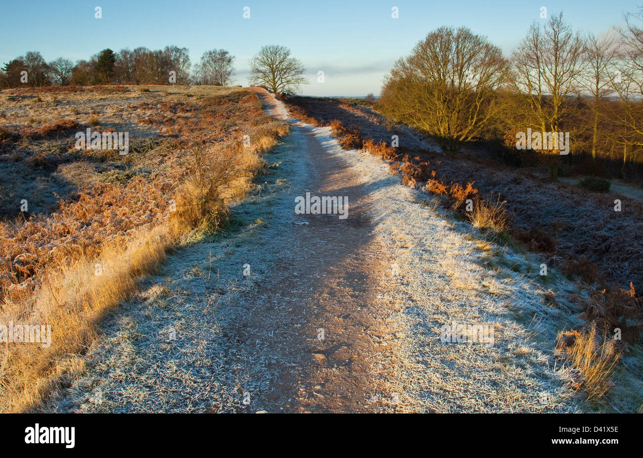 Les gelées de début des premiers signes de l'hiver sur le domaine de Cannock Chase beauté naturelle exceptionnelle à la fin de l'automne Staffordshire Banque D'Images