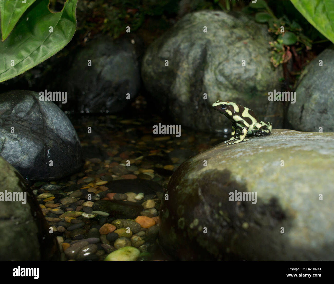 Vert-et-black poison dart frog, Dendrobates auratus ; Costa Rica Banque D'Images