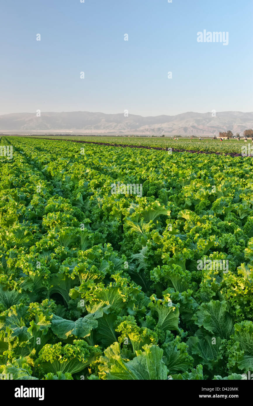 Moutarde verte 'champ' Brassica juncea, pré-récolte. Banque D'Images