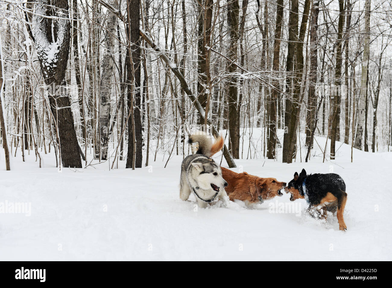 Husky et d'autres chiens dans la neige sur les sentiers dans le parc du mont Royal en hiver, Parc du Mont Royal, Montréal, Québec Banque D'Images