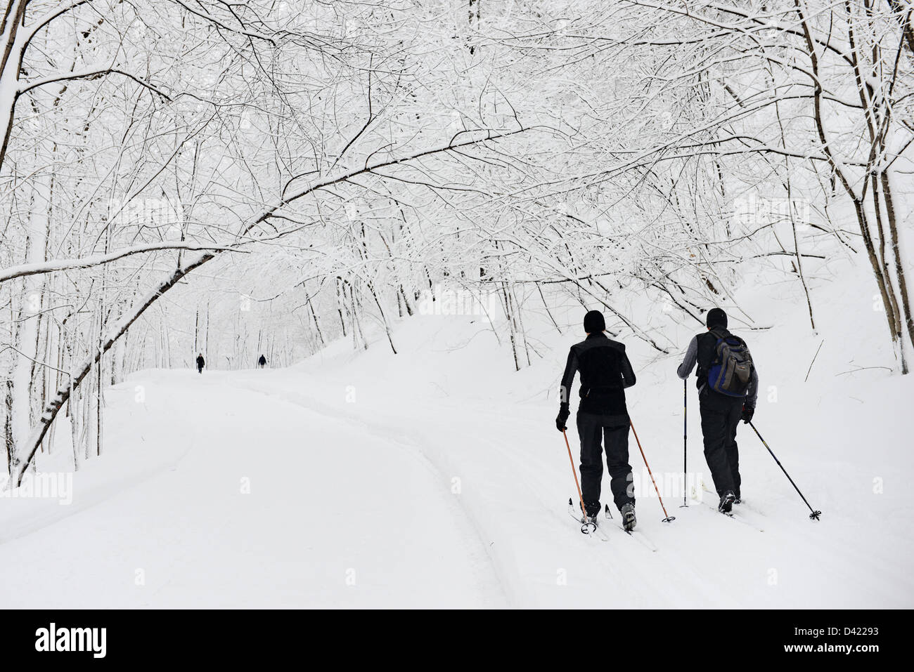 Ski de fond hommes couverts de neige dans le parc du mont Royal en hiver, Parc  du Mont Royal, Montréal, Québec, Canada Photo Stock - Alamy