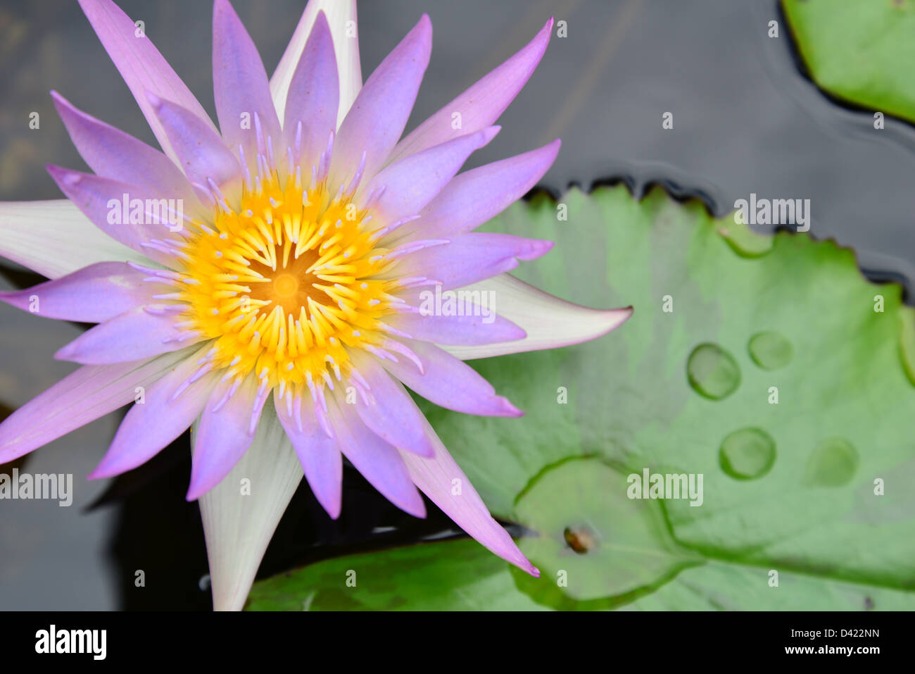Nénuphar blanc violet jaune fleur centre avec une goutte d'eau vert feuille dans un étang. Banque D'Images