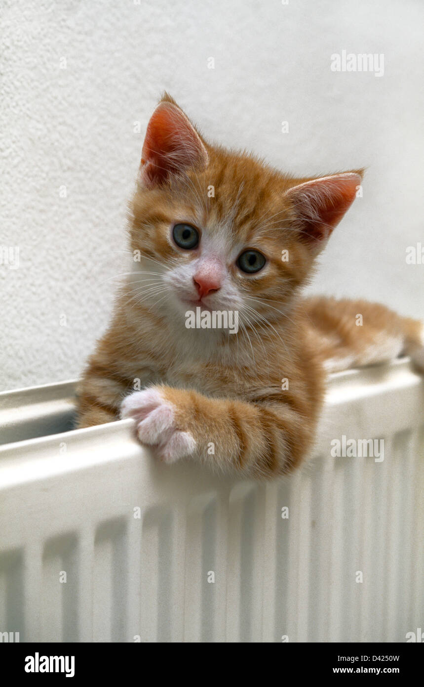 Le gingembre et le chaton blanc portant sur radiateur Banque D'Images