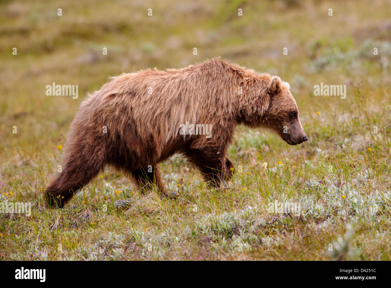 Ours grizzli (Ursus arctos horribilis), Col de Thorofare, Denali National Park & Preserve, Alaska, USA Banque D'Images