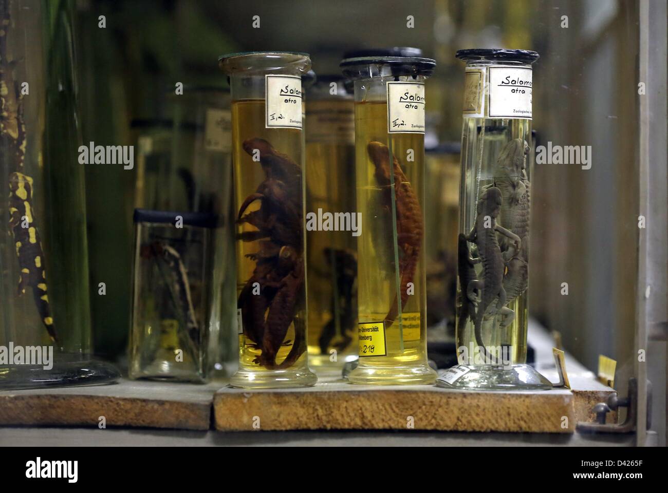 Plusieurs espèces de salamandres sont préservés à l'affiche au centre du Magazine Les Collections scientifiques (ZNS) de l'université de Halle à Halle, en Allemagne, le 22 février 2013. Le cenitmeter salamandre sept long a été soulevée par un éleveur à Plauen et vivaient comme des frères siamois twin pour un an et demi. Photo : JAN WOITAS Banque D'Images