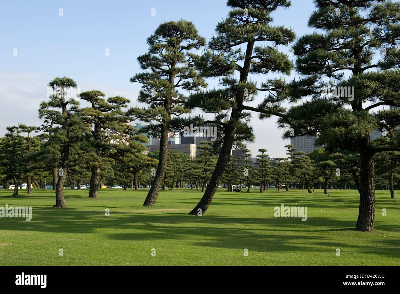60-year-old matsu pins dans un champ de jardins pelouse verte sur le terrain du Palais Impérial de Tokyo. Banque D'Images