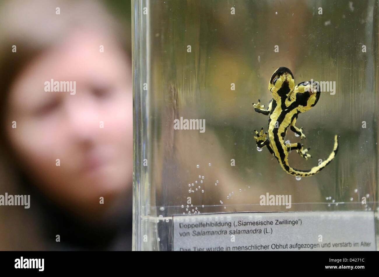Une salamandre de feu à deux têtes est exposée au magazine centrale de la Collections scientifiques (ZNS) de l'université de Halle à Halle, en Allemagne, le 22 février 2013. Le cenitmeter salamandre sept long a été soulevée par un éleveur à Plauen et vivaient comme des frères siamois twin pour un an et demi. Photo : JAN WOITAS Banque D'Images