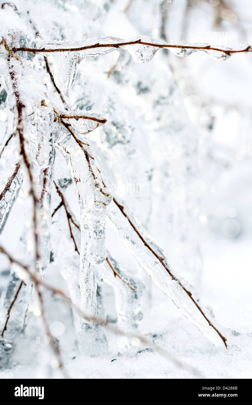 Libre de branches recouvertes de glace gelé Banque D'Images