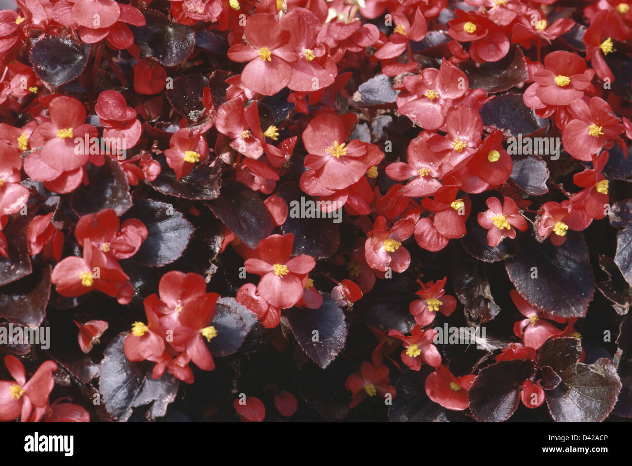 Close up de Begonia semperflorens 'Red Devil' Banque D'Images