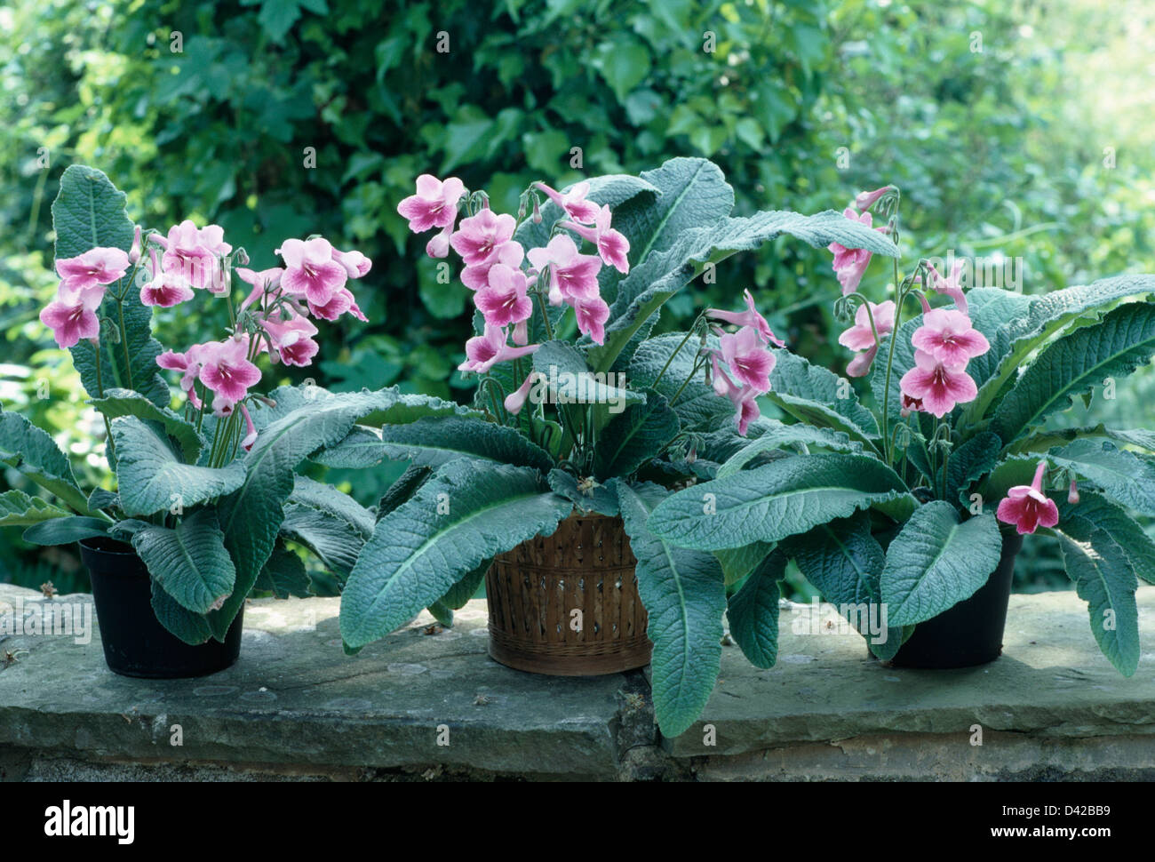 Close up de trois pots de Streptocarpus rose Banque D'Images