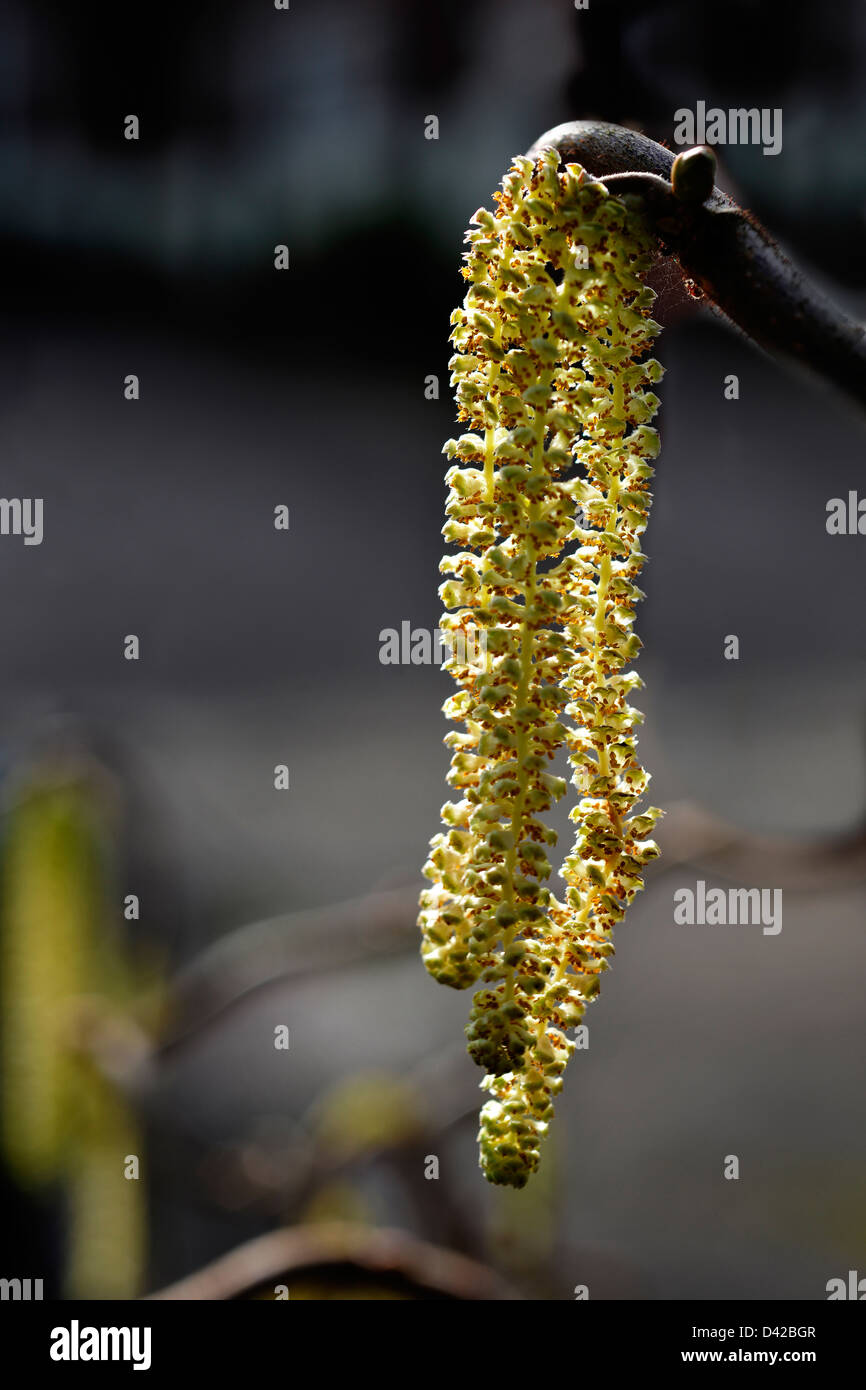 Chatons sur un tire-bouchon (Corylus avellana 'Contorta') arbuste Banque D'Images
