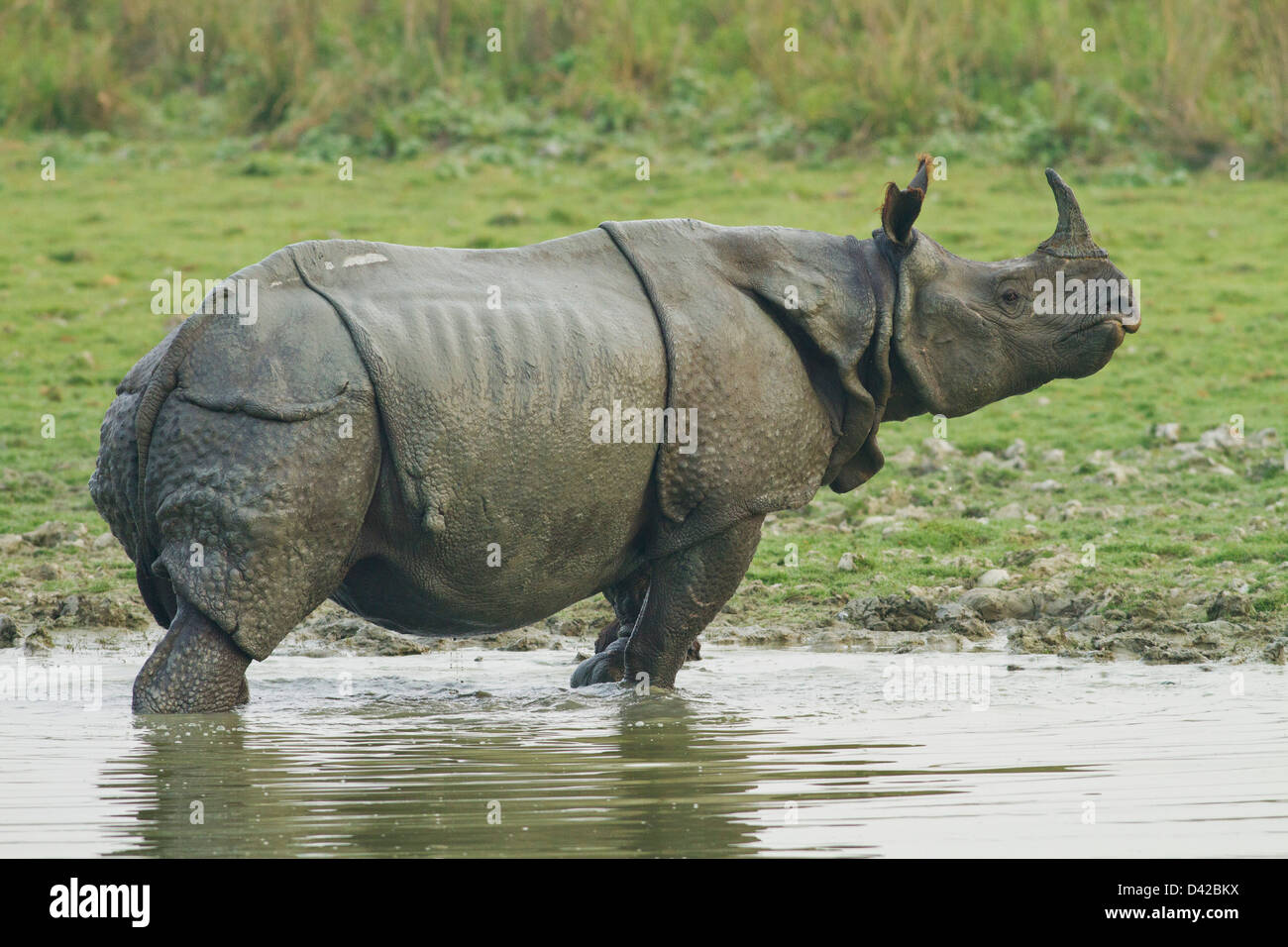 Un rhinocéros unicornes dans la jungle du parc national de Kaziranga, étang, Inde Banque D'Images