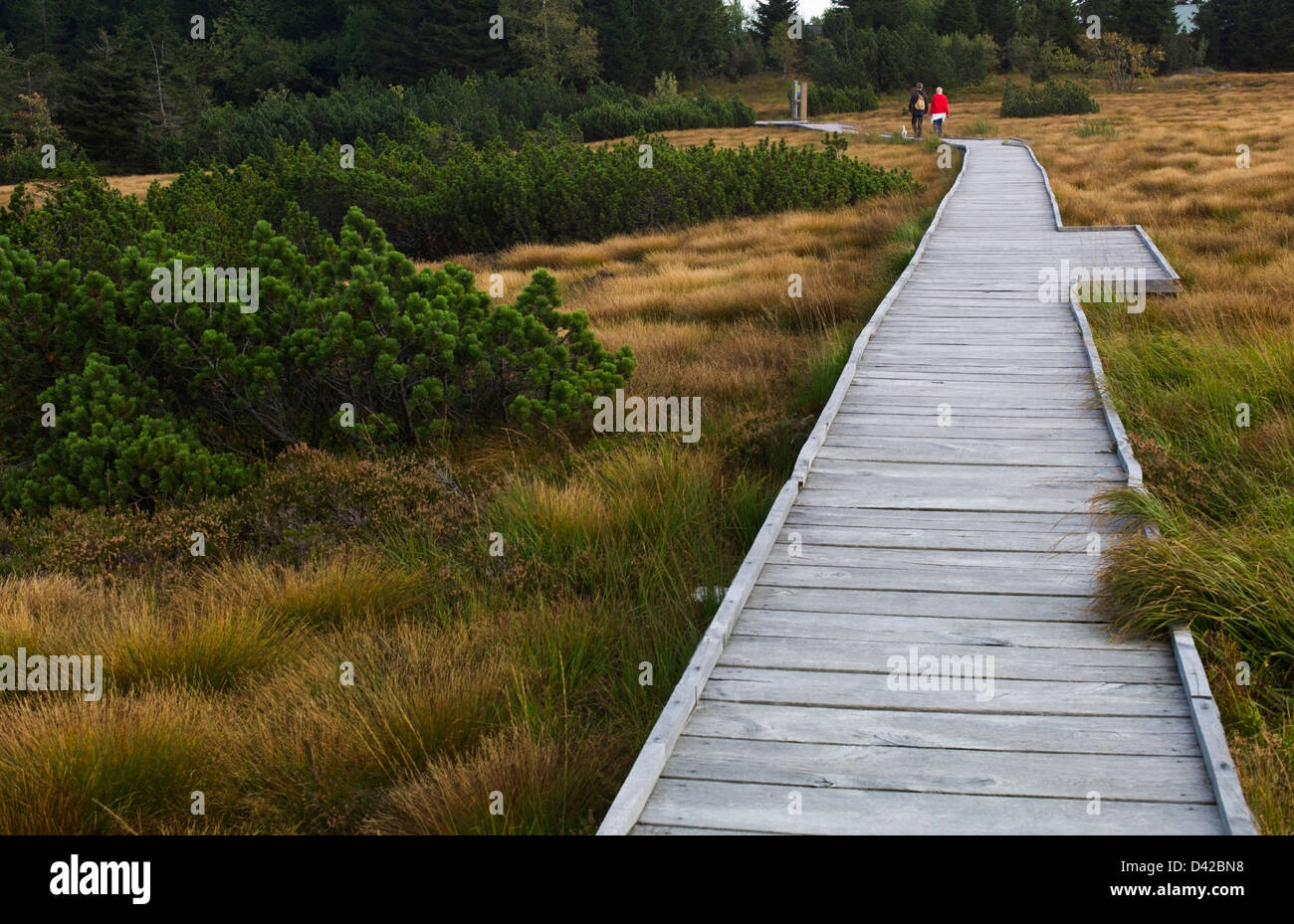 Sentier en bois à travers la lande Hornisgrinde nord de la Forêt Noire Allemagne Baden Wuerttemberg Banque D'Images