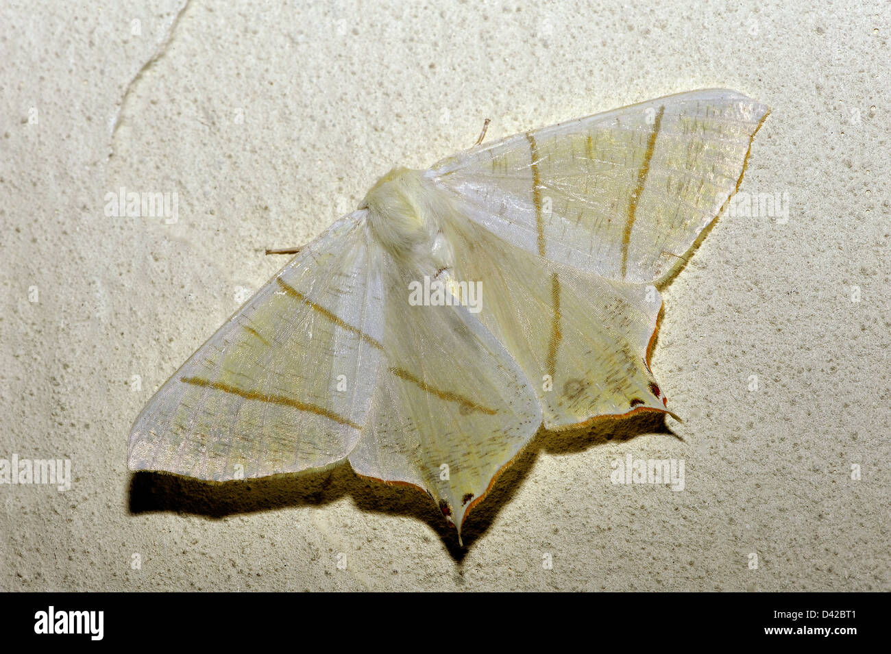 Milan à queue fourchue (Ourapteryx sambucaria), Kent, UK Banque D'Images