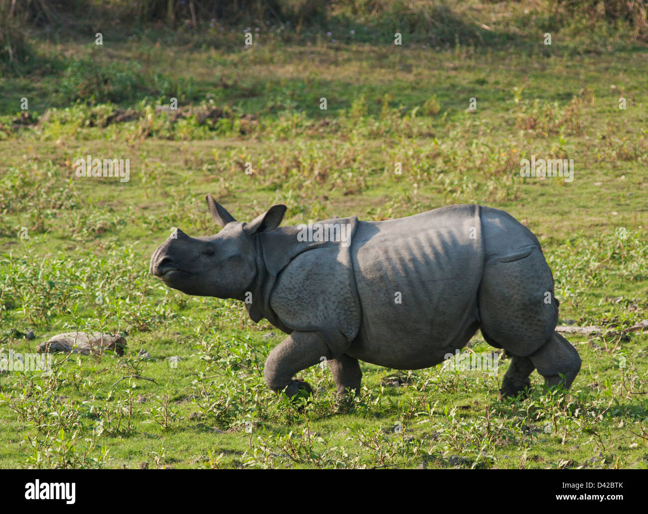 Un rhinocéros unicornes (jeunes) sur le parc national de Kaziranga, déplacer, de l'Inde. Banque D'Images