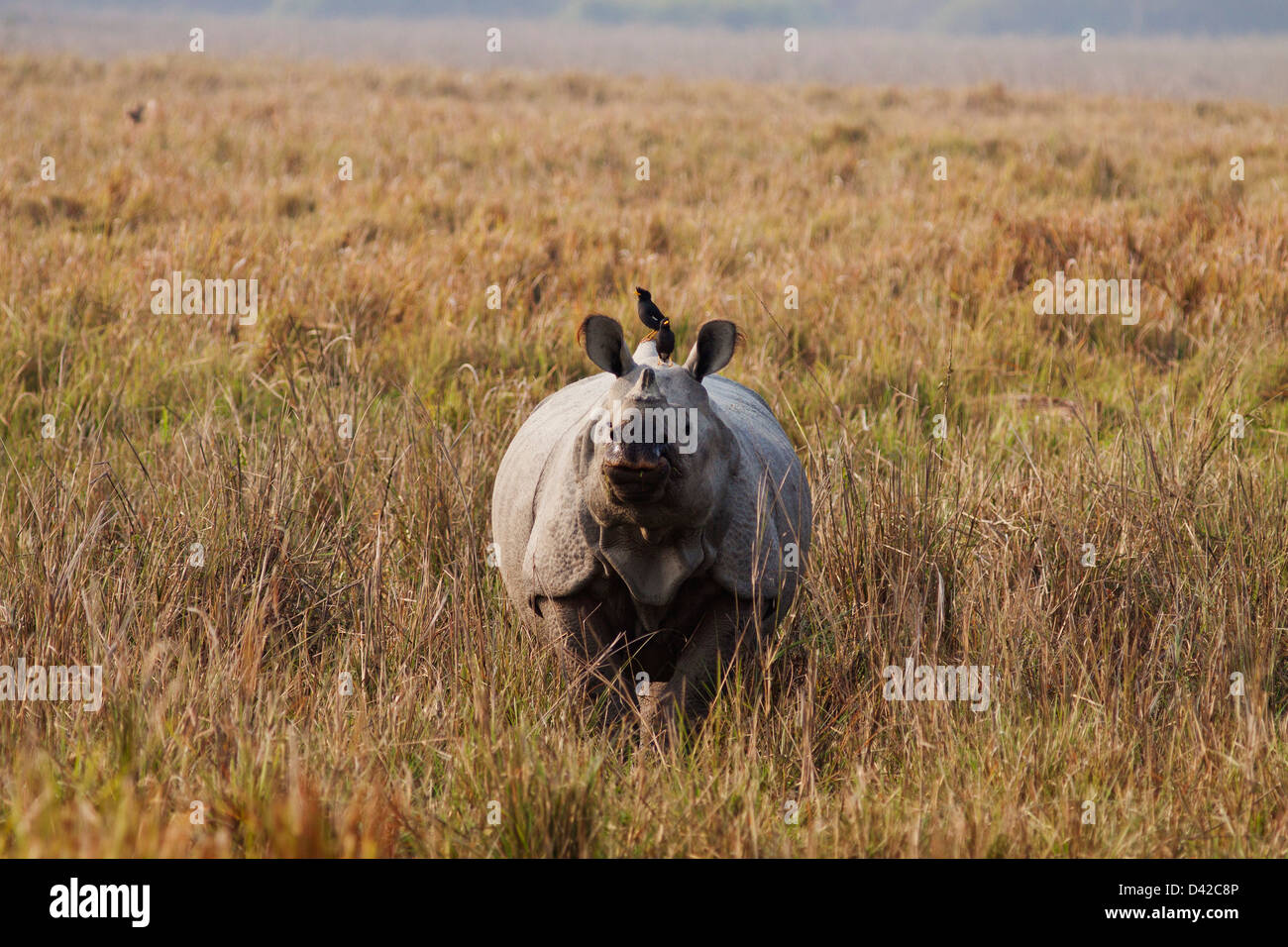 Un rhinocéros unicornes sur watch out, parc national de Kaziranga, Inde. Banque D'Images