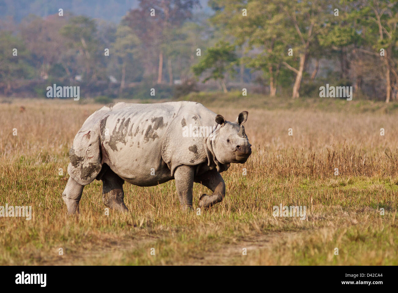 Un rhinocéros unicornes en déplacement, le parc national de Kaziranga, Inde. Banque D'Images